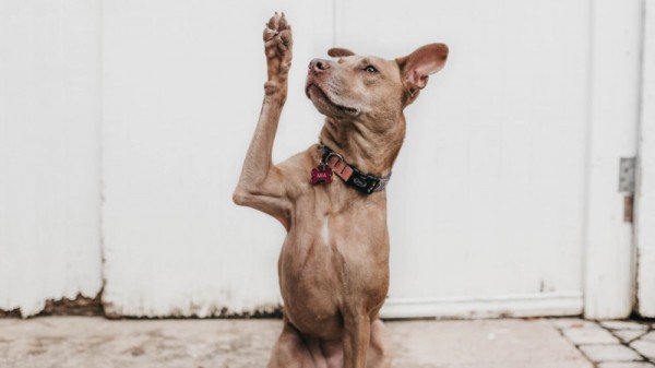 Come rispondere alle domande di un colloquio su stress e pressione